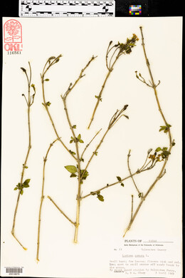 Lantana camara image