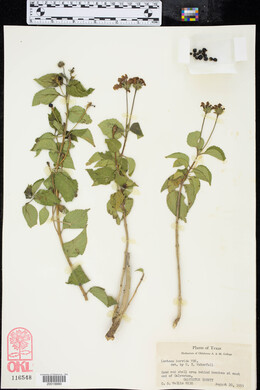 Lantana horrida image