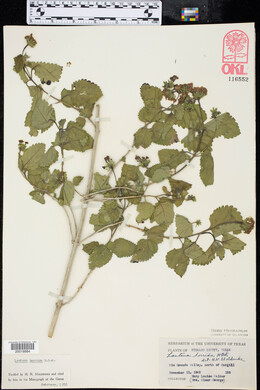 Lantana horrida image