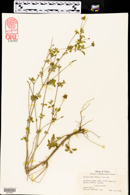 Lippia alba image