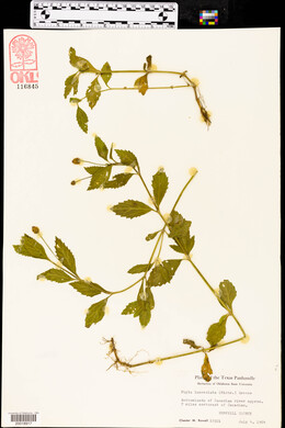 Phyla lanceolata image