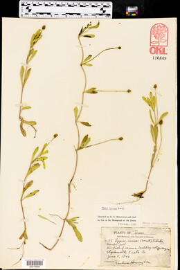 Phyla nodiflora image