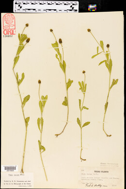 Phyla nodiflora image