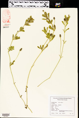 Phyla nodiflora image