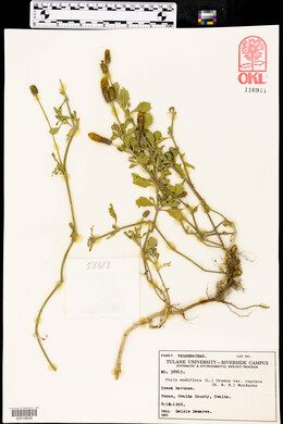Phyla nodiflora image