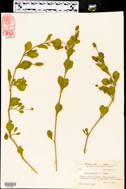 Phyla nodiflora image
