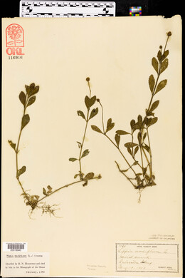 Phyla nodiflora image