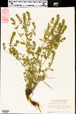 Verbena bracteata image