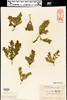 Verbena bracteata image
