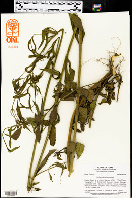 Verbena brasiliensis image