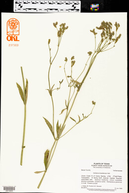 Verbena brasiliensis image