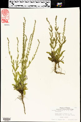 Verbena canescens image