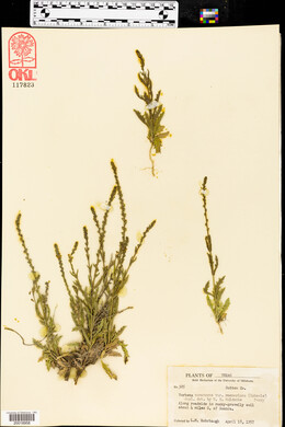 Verbena canescens image