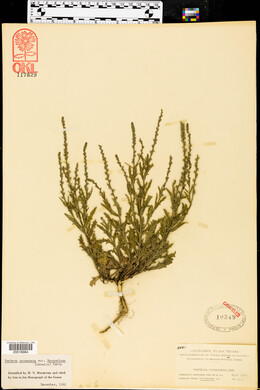 Verbena canescens image