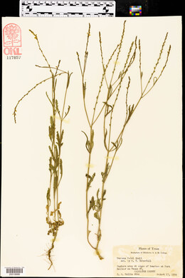 Verbena halei image