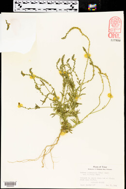 Verbena neomexicana image