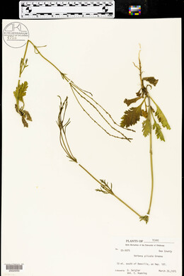 Verbena plicata image