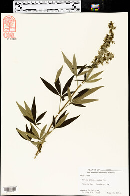 Vitex agnus-castus image