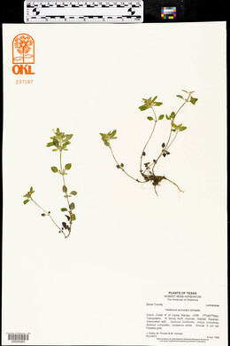 Hedeoma acinoides image