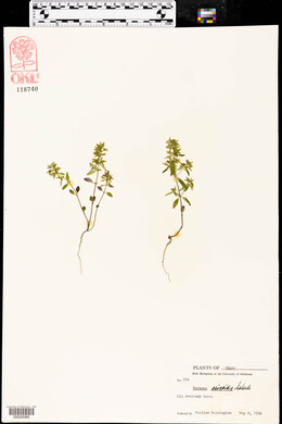 Hedeoma acinoides image
