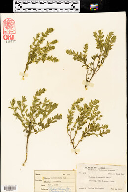 Hedeoma drummondii image