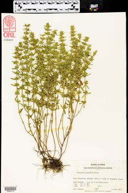 Hedeoma hispida image