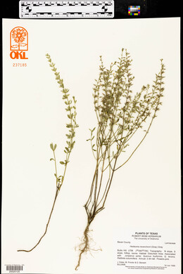 Hedeoma reverchonii image