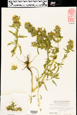 Monarda citriodora image