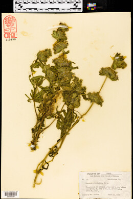 Monarda citriodora image