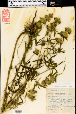 Monarda citriodora image