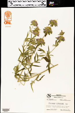 Monarda citriodora image