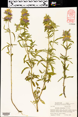 Monarda citriodora image