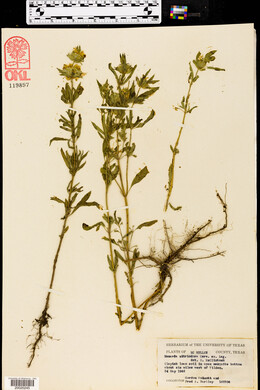 Monarda citriodora image