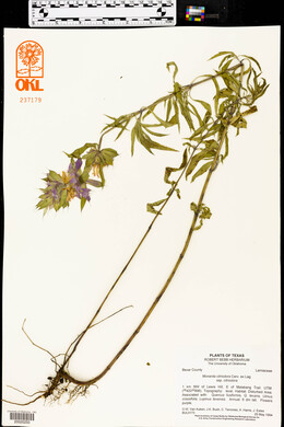 Monarda citriodora image