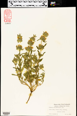 Monarda clinopodioides image