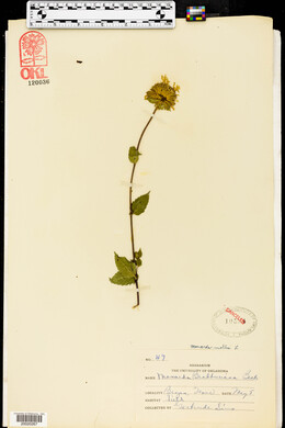Monarda bradburiana image