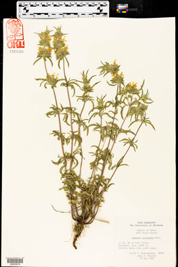 Monarda pectinata image