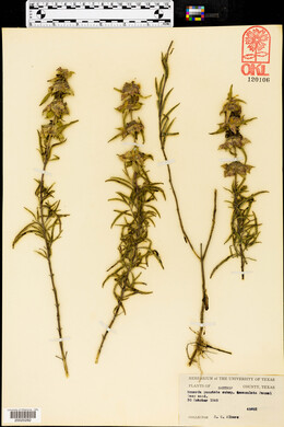 Monarda punctata subsp. immaculata image