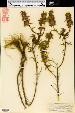 Monarda punctata subsp. immaculata image