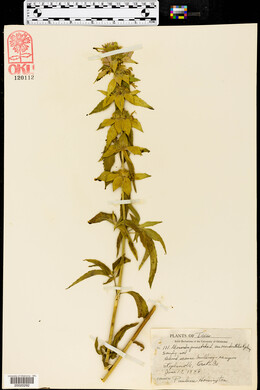 Monarda punctata var. occidentalis image