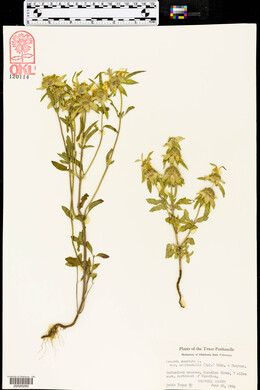 Monarda punctata var. occidentalis image