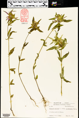 Monarda punctata subsp. occidentalis image