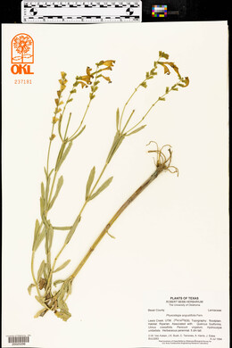 Physostegia angustifolia image