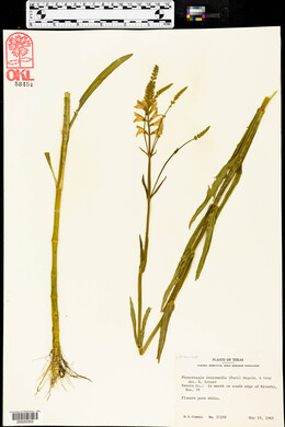 Physostegia intermedia image