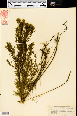 Pycnanthemum flexuosum image