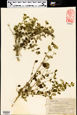 Salvia ballotaeflora image