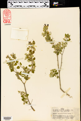 Salvia ballotaeflora image