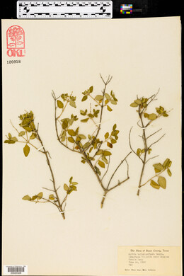 Salvia ballotaeflora image