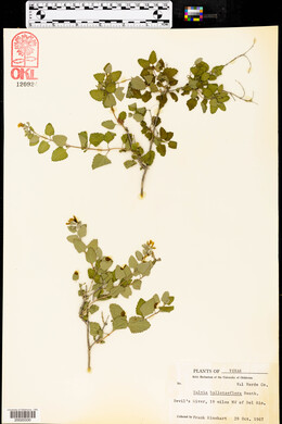 Salvia ballotaeflora image