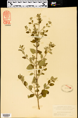Salvia ballotaeflora image
